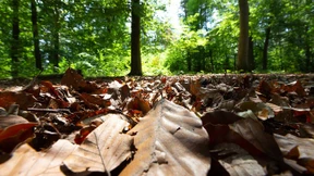Waldbesitzer befürchten „Jahrhundertkatastrophe“