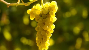 Der Riesling von der Saar ist kein Geheimtipp mehr