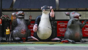 Von Ratten und gierigen Schweinen