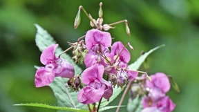 Wenn Eindringlinge heimisch werden