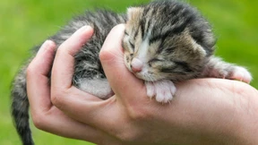 Noch mehr Tierbabyvideos?