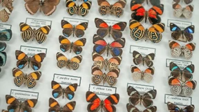 Der Schmetterling als Pionier der Moderne