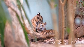 Kleine Tiger für den Zoo Frankfurt