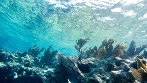 Kältetherapie für bedrohte Korallenriffe