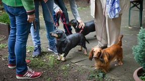 Getrockneter Lachs für den Sieger