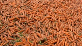 Mehr Respekt für krumme Möhren