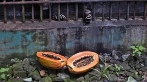 Das Papaya-Prinzip der Politik