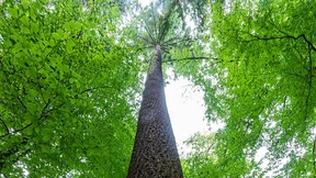 Waldtraut und ihre Schwestern