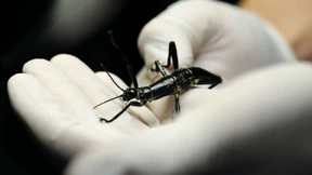 Ein Hummer, der auf dem Baum lebt