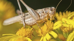 Zweihundert Millionen Jahre hochfrequentes Zirpen