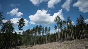 Im Konflikt mit dem hessischen Wald
