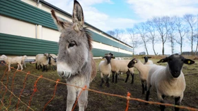 Esel sollen Schafe vor Wölfen schützen