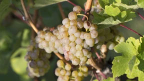 Mutationen und Klonen gehört die Zukunft