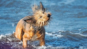 Nicht ohne mein Schätzchen!