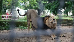 Mehr als 50.000 Euro für größeres Löwengehege