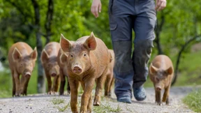 Spitzenschweine aus dem Schwarzwald