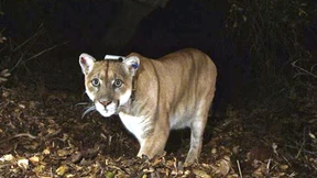 Beliebter wild lebender Puma aus Los Angeles eingeschläfert