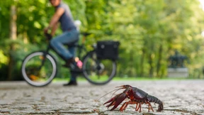 Von der Plage zur Delikatesse