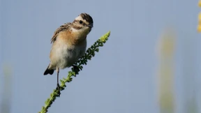 Das Braunkehlchen ist Vogel des Jahres 2023