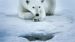 Wenn der Sperber durch den Jägerzaun taucht