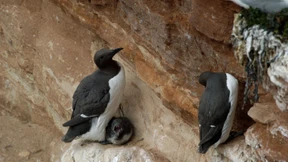 Trottellummen und Lachmöwen sterben an der Vogelgrippe