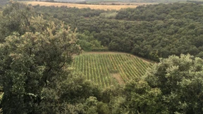 Mulde in südfranzösischem Weingut ist Meteoritenkrater