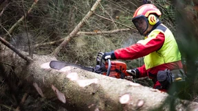 Waldarbeiter von Baumkrone erschlagen