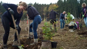 Freiwillige setzen Eichen