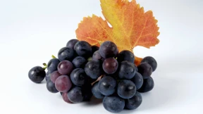 Weinberge lohnen sich