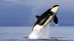 Verhungert bald der Killerwal?