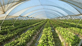 Der Fluch des roten Goldes