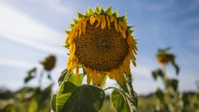 Der Sommer braucht neue Lieder