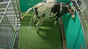 Forscher bringen Kühen den Toilettengang bei