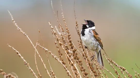 Der Gesang markiert die Grenze des Selbst
