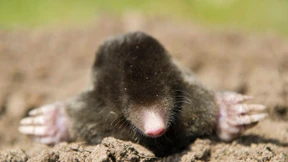 Der Spion, der nichts taugte