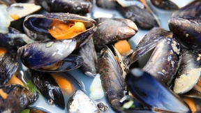 Das Elend der Muscheln