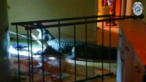 Was tun, wenn ein Alligator im Haus randaliert?