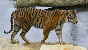 Tigerweibchen bei Paarungsversuch getötet