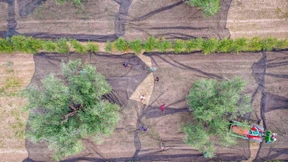 Wenn aus Oliven flüssiges Gold wird