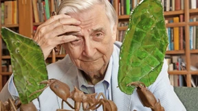 Darwin hatte die Ameisen noch nicht auf der Rechnung