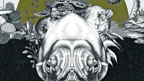 Geschöpfe wie von einem anderen Stern