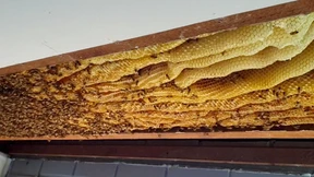 60.000 Bienen zuhause unter dem Dach