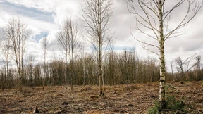 Wenn der Wald stirbt