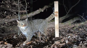 Im Taunus die zweithöchste Dichte