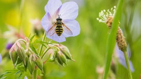 Insektensterben, na – wer weiß?