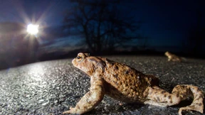 Wie man Fröschen beim Wandern helfen kann