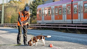 Hunde erspüren Eidechsen