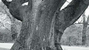 Mein Freund, der Baum