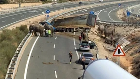 Elefant stirbt bei Unfall in Spanien