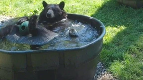Schwarzbär Takoda kühlt sich ab